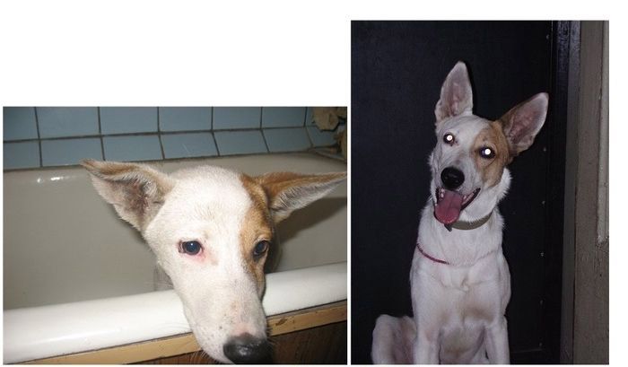 perros-abandonados-antes-despues-adopcion-17