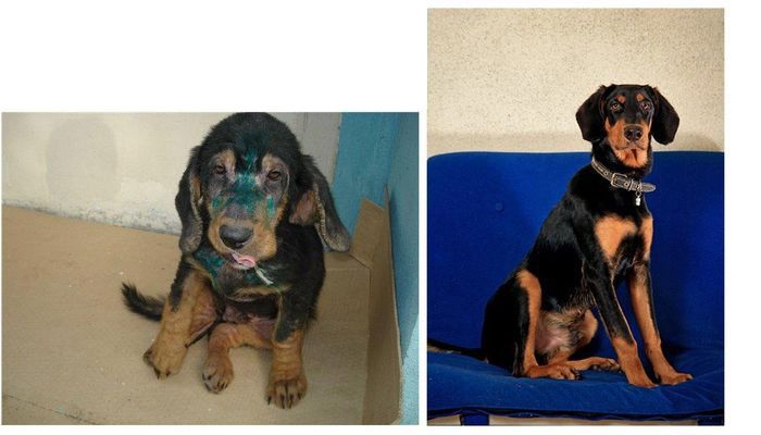 perros-abandonados-antes-despues-adopcion-23