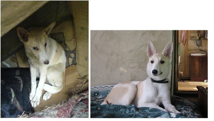 perros-abandonados-antes-despues-adopcion-25