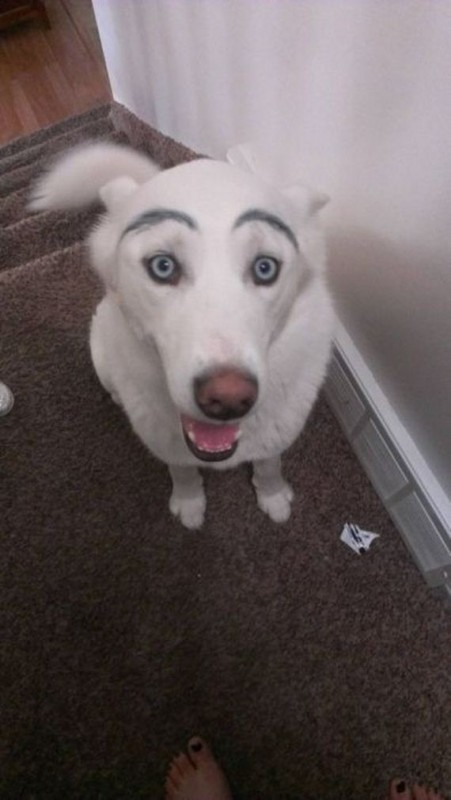 02-eyebrows_on_dogs