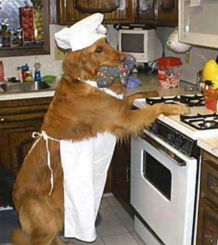 perro cocinero