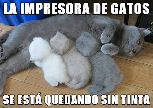 gatos