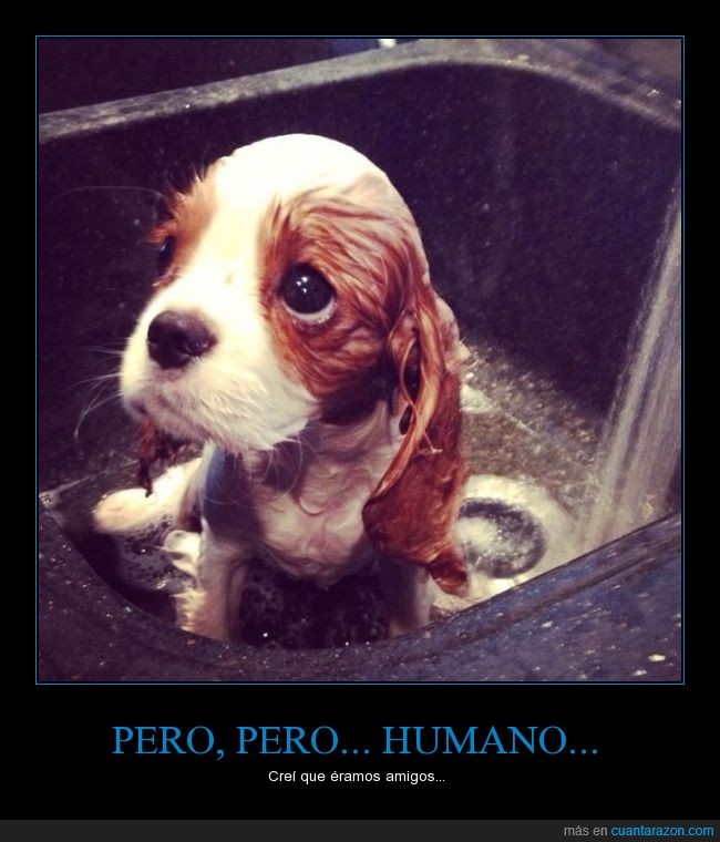 pero_humano