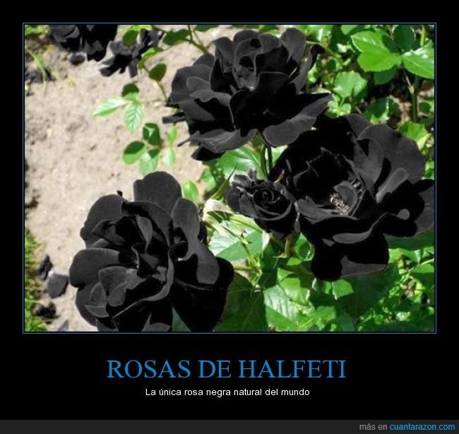 rosas_de_halfeti
