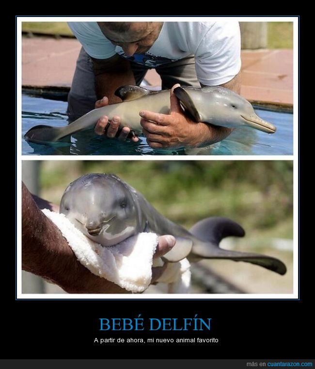 bebe_delfin