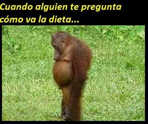 dieta