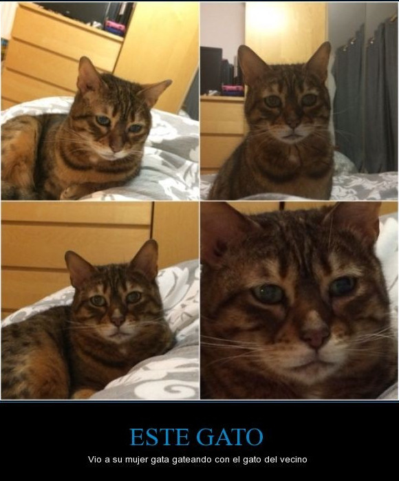 gato cuernos