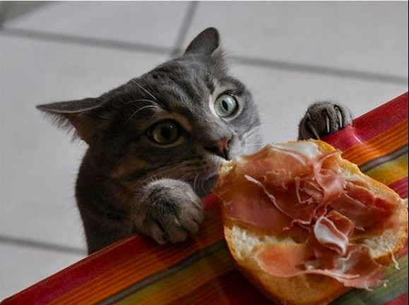 gato jamon