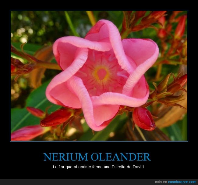 nerium_oleander