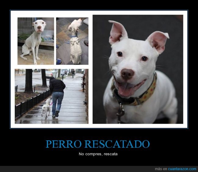 perro_rescatado