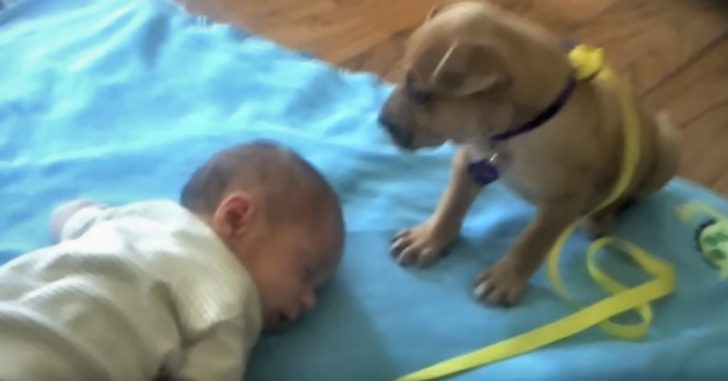 Vídeo de un niño durmiendo y su perro