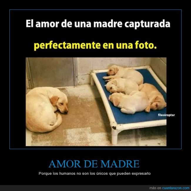 a b_amor_de_madre