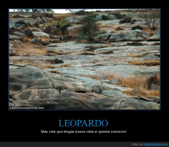 a b c leopardo_escondido