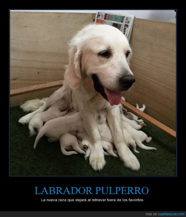 labrador_pulperro