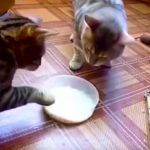 Vídeo de comedia y risas